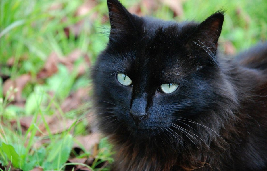 Черный гладкошерстный кот