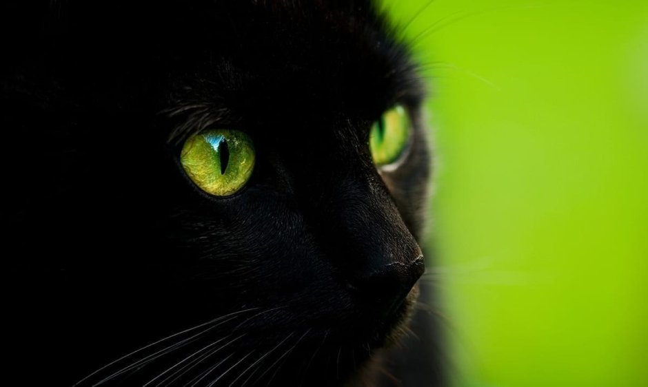 Голова черного кота