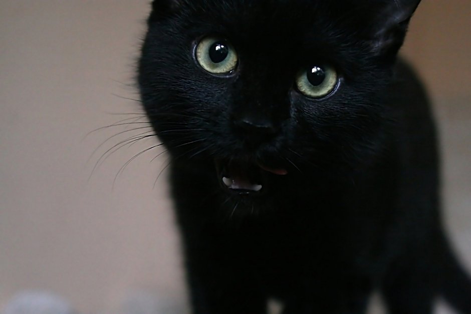 Черная кошка на зеленом фоне