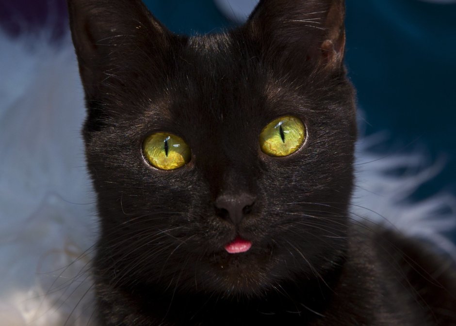 Европейская короткошерстная кошка черная дымчатая