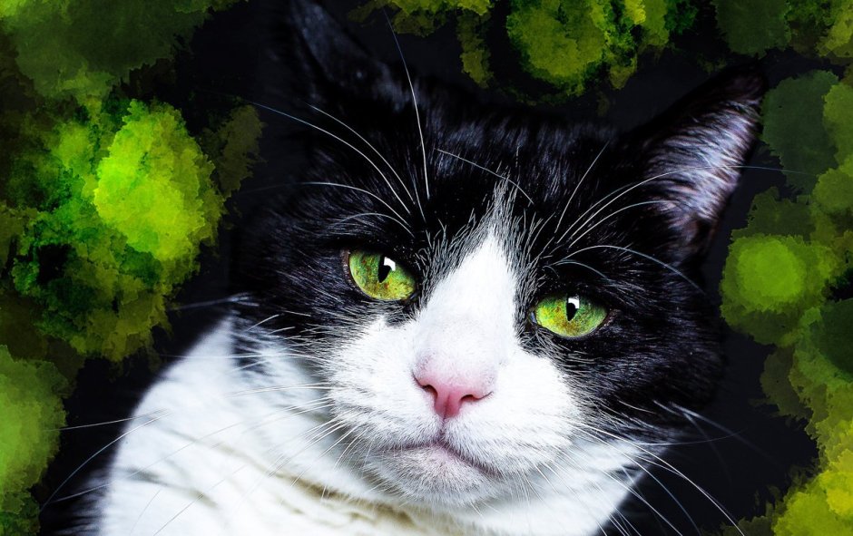 Чёрный котик