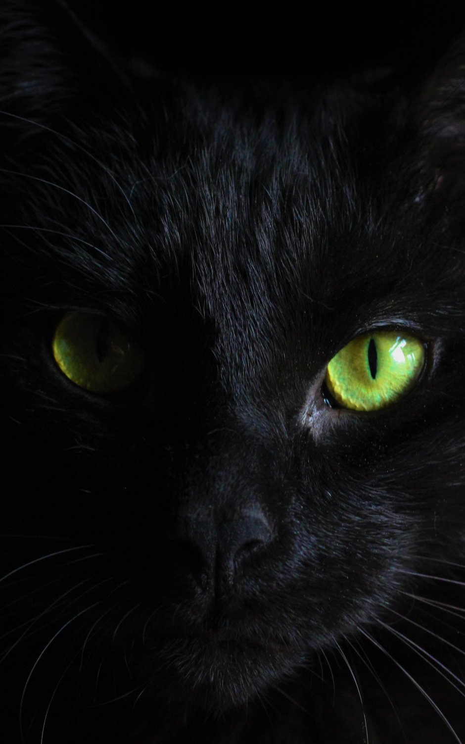 Черный кот с серыми глазами