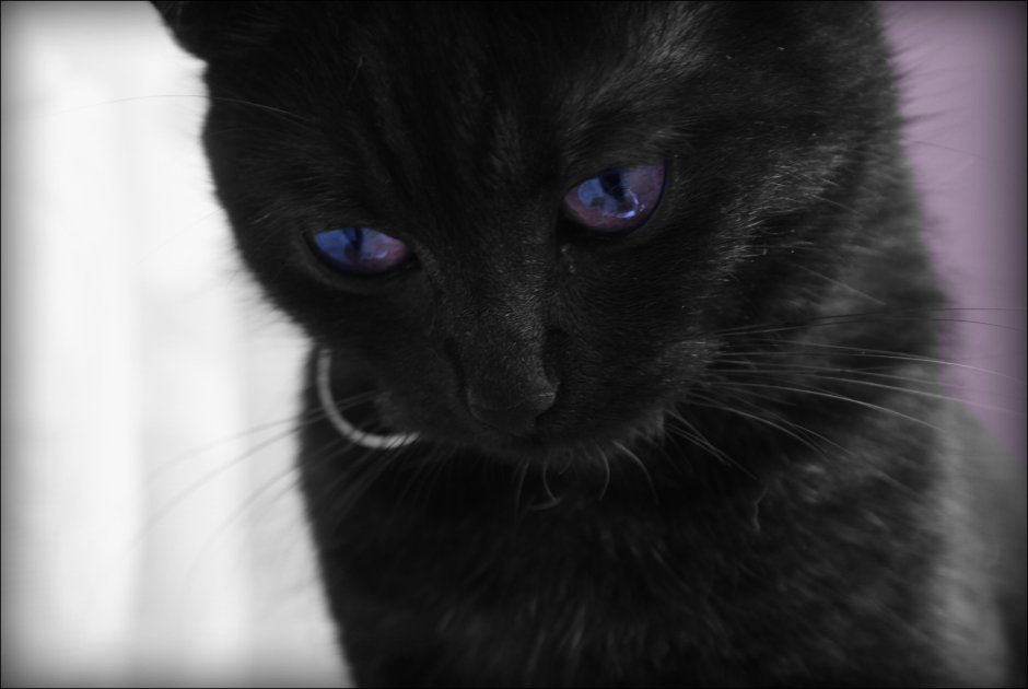 Чёрные коты с жёлтыми глазами