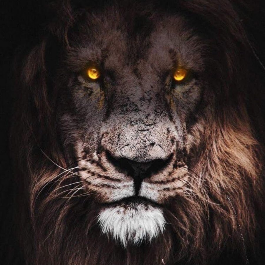 Лев и львица