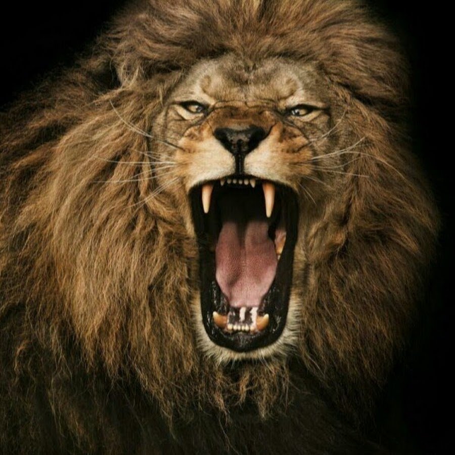 Морда Льва