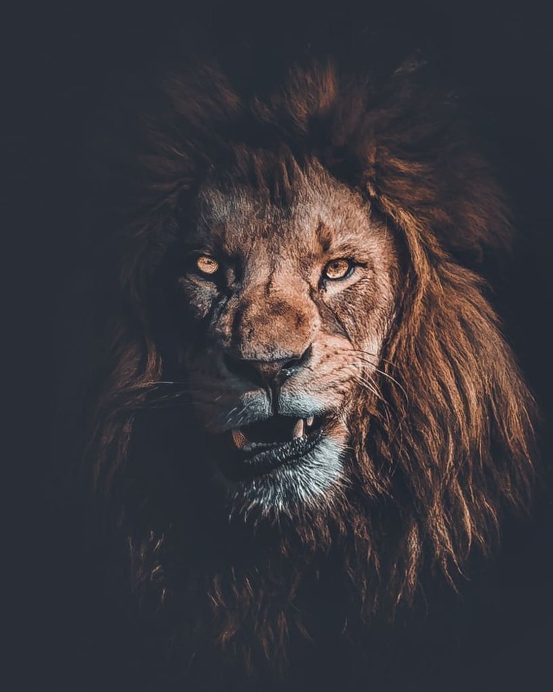 Взгляд Льва фото