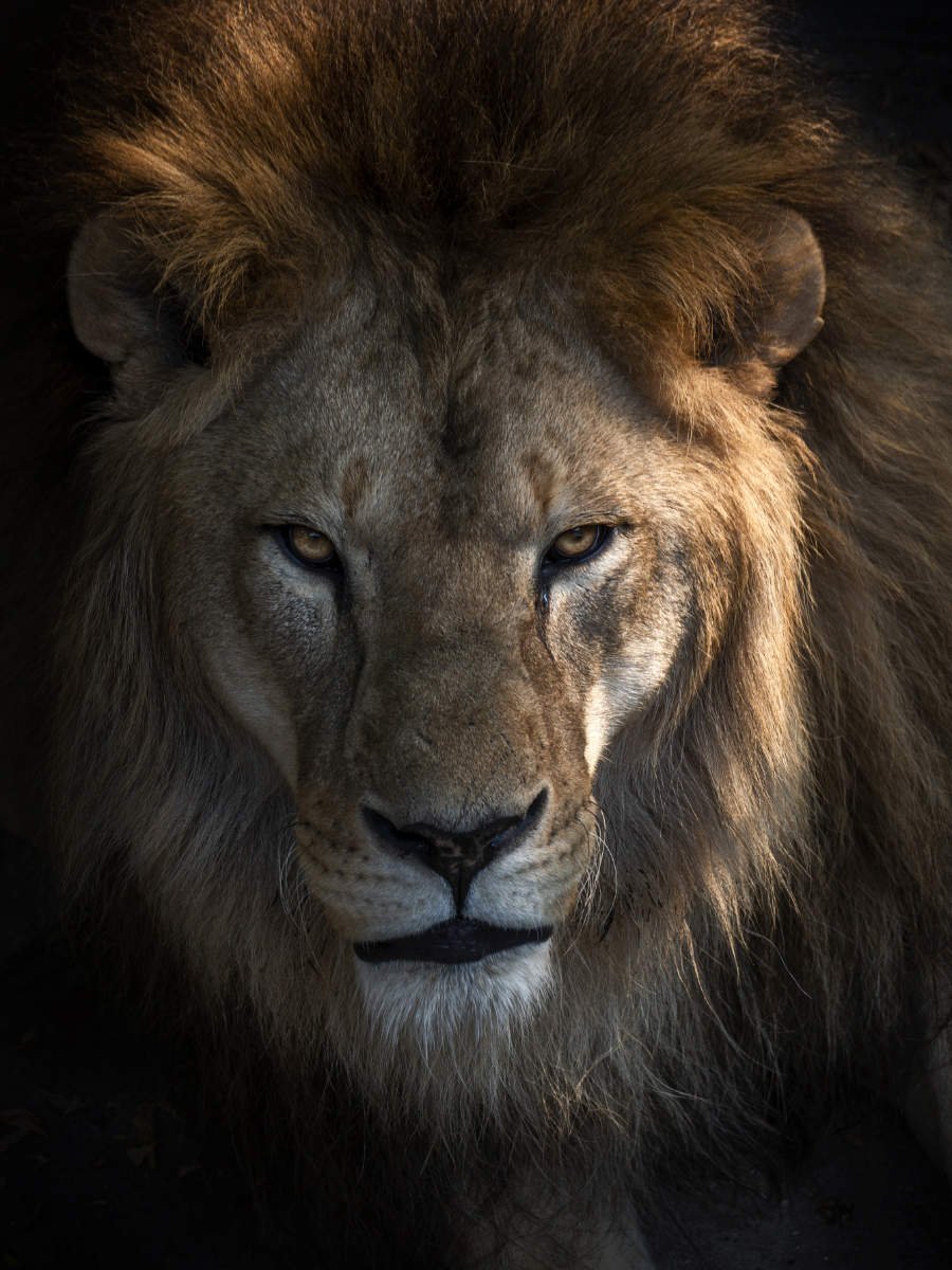 Красивая морда Льва