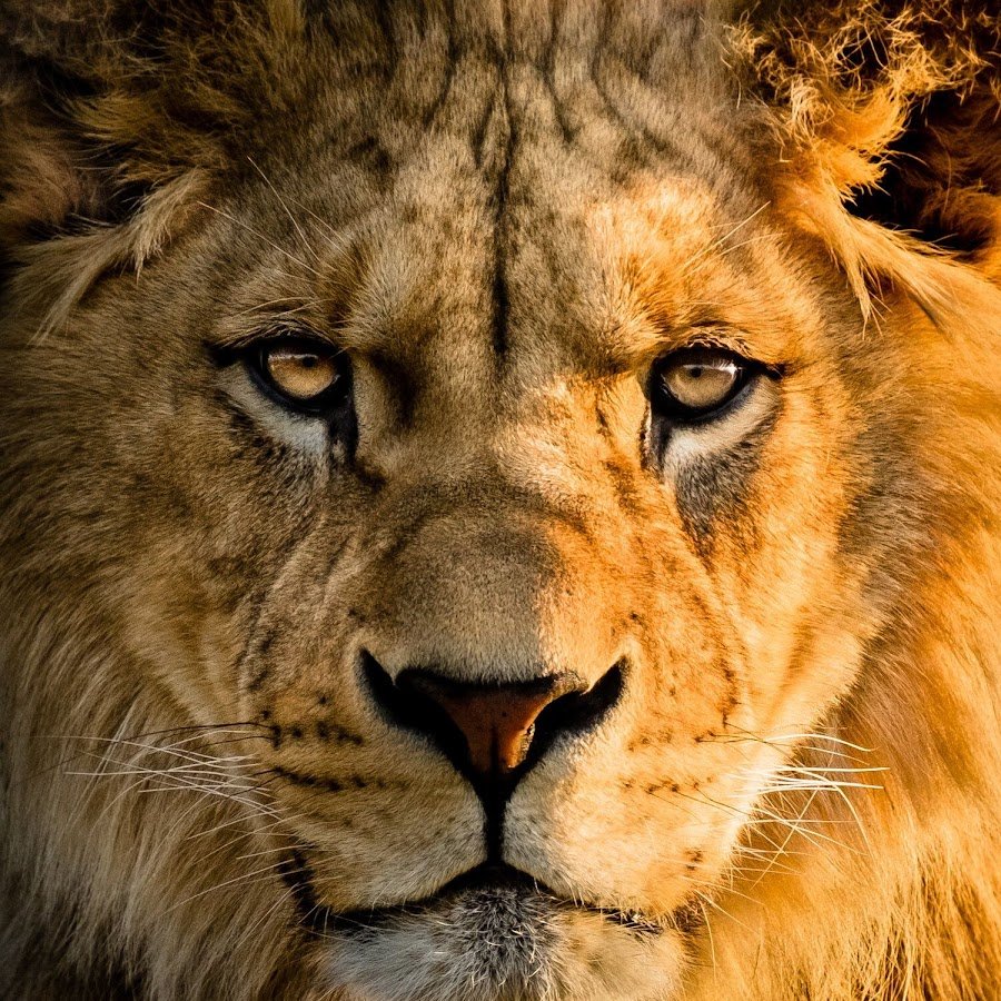 Человек Лев