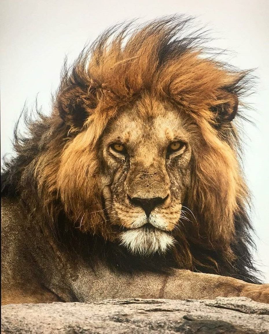 Гордые львы