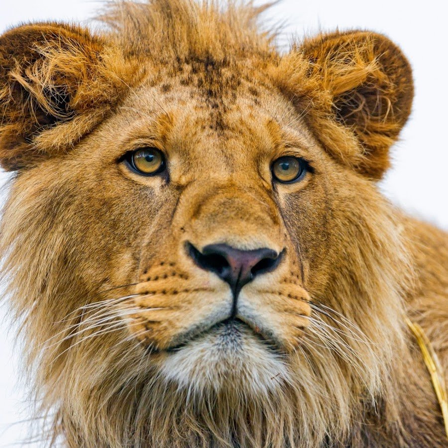 Лев морда серьезная