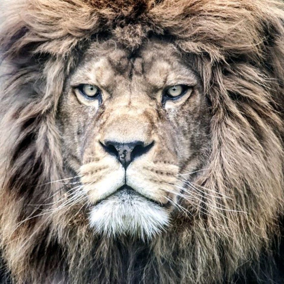Взгляд льва