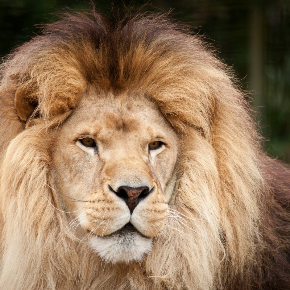 Подмигивающая львица