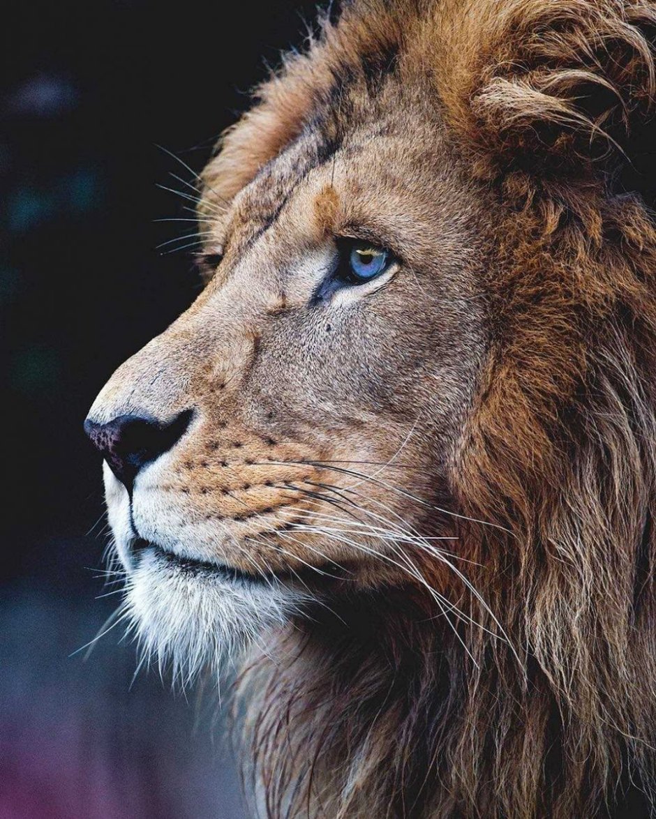 Грозный Лев