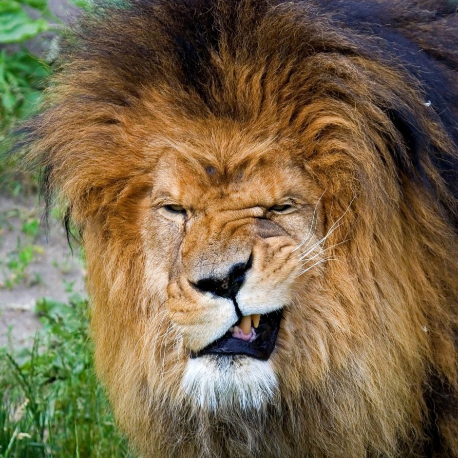 Шер хайвонот