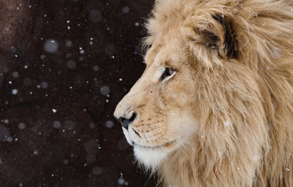 Агрессивный Лев