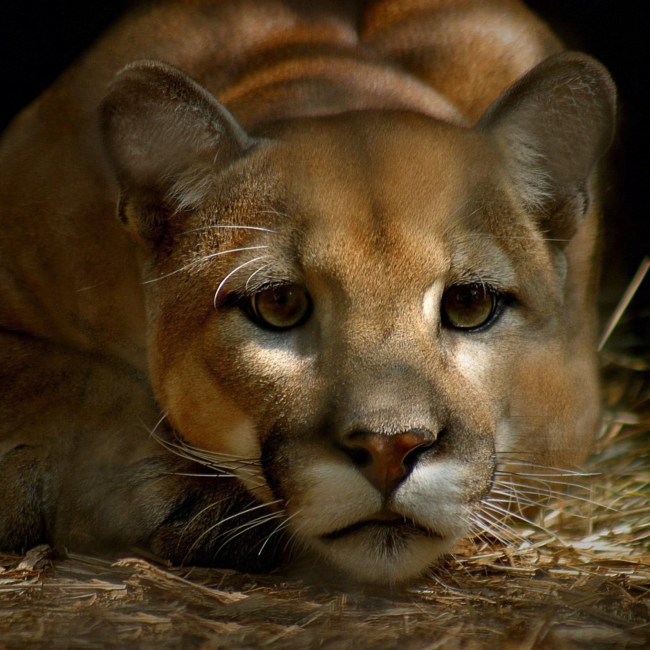 Красивая львица