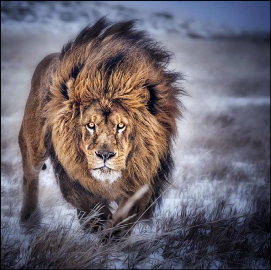 Голубоглазый Лев