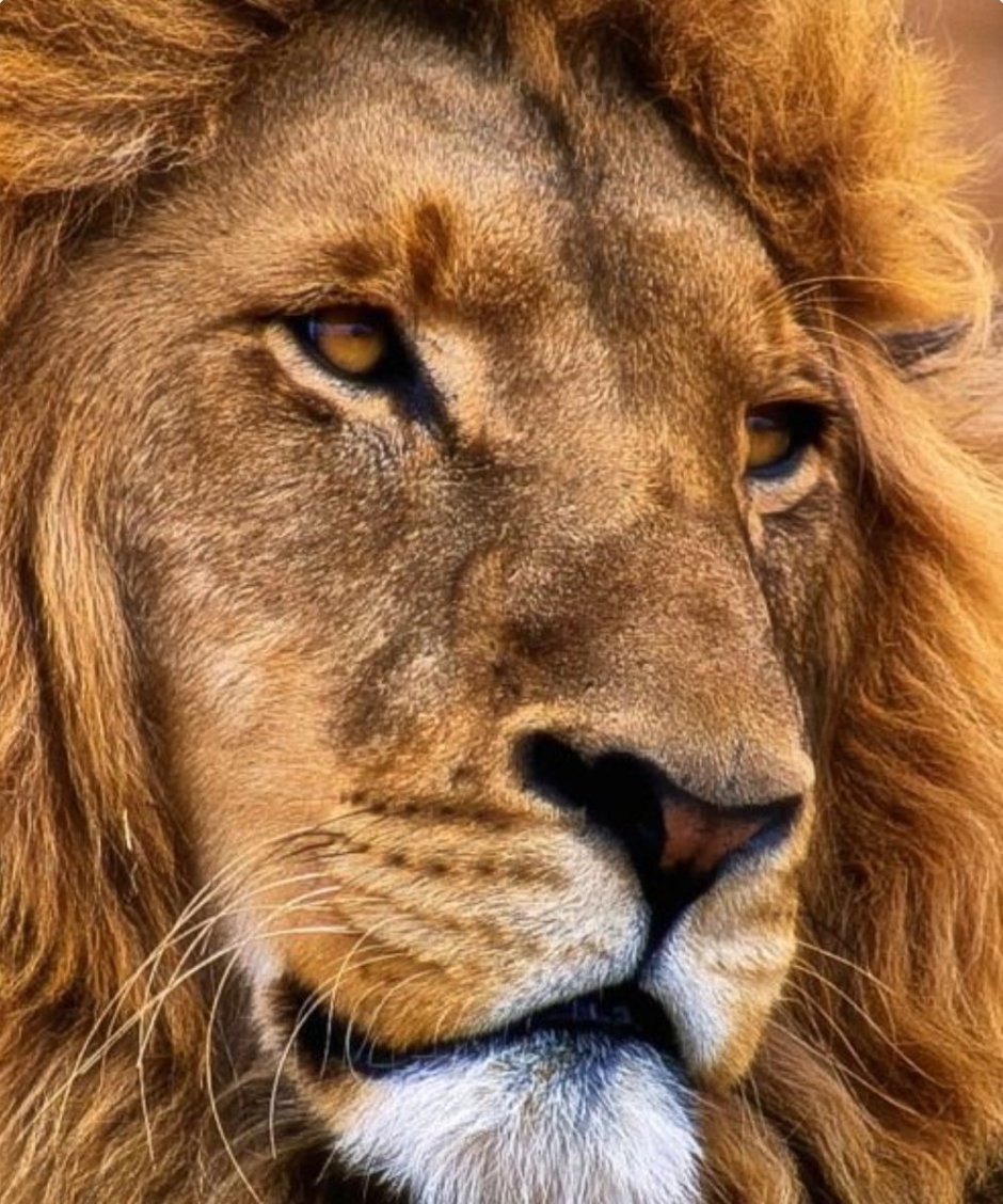 Черный Лев оскал