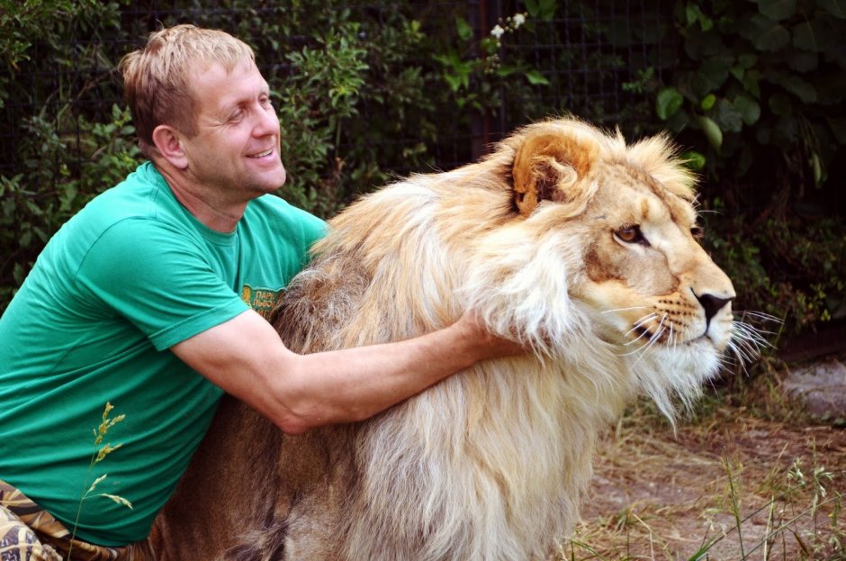 Взгляд львицы