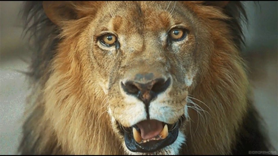 Ботсвана львы