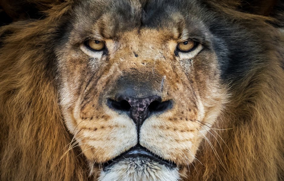 Лев Блэк Лайон