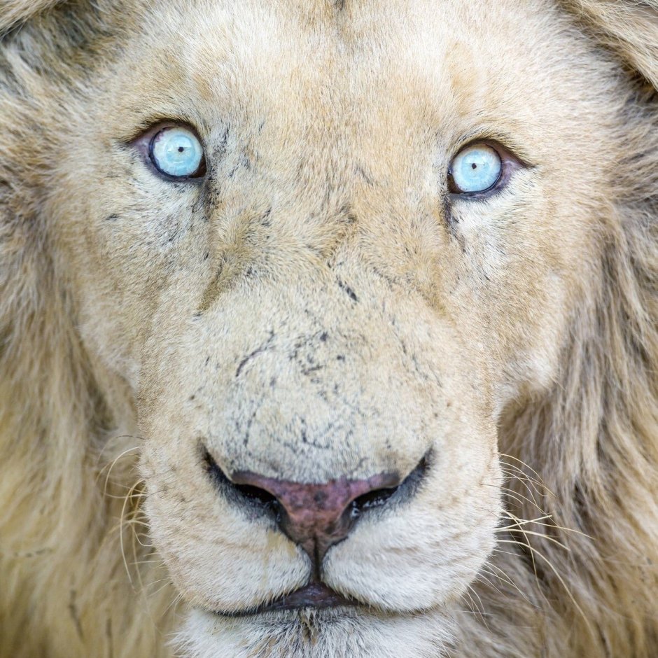 Пума Кугуар зелёный глаз