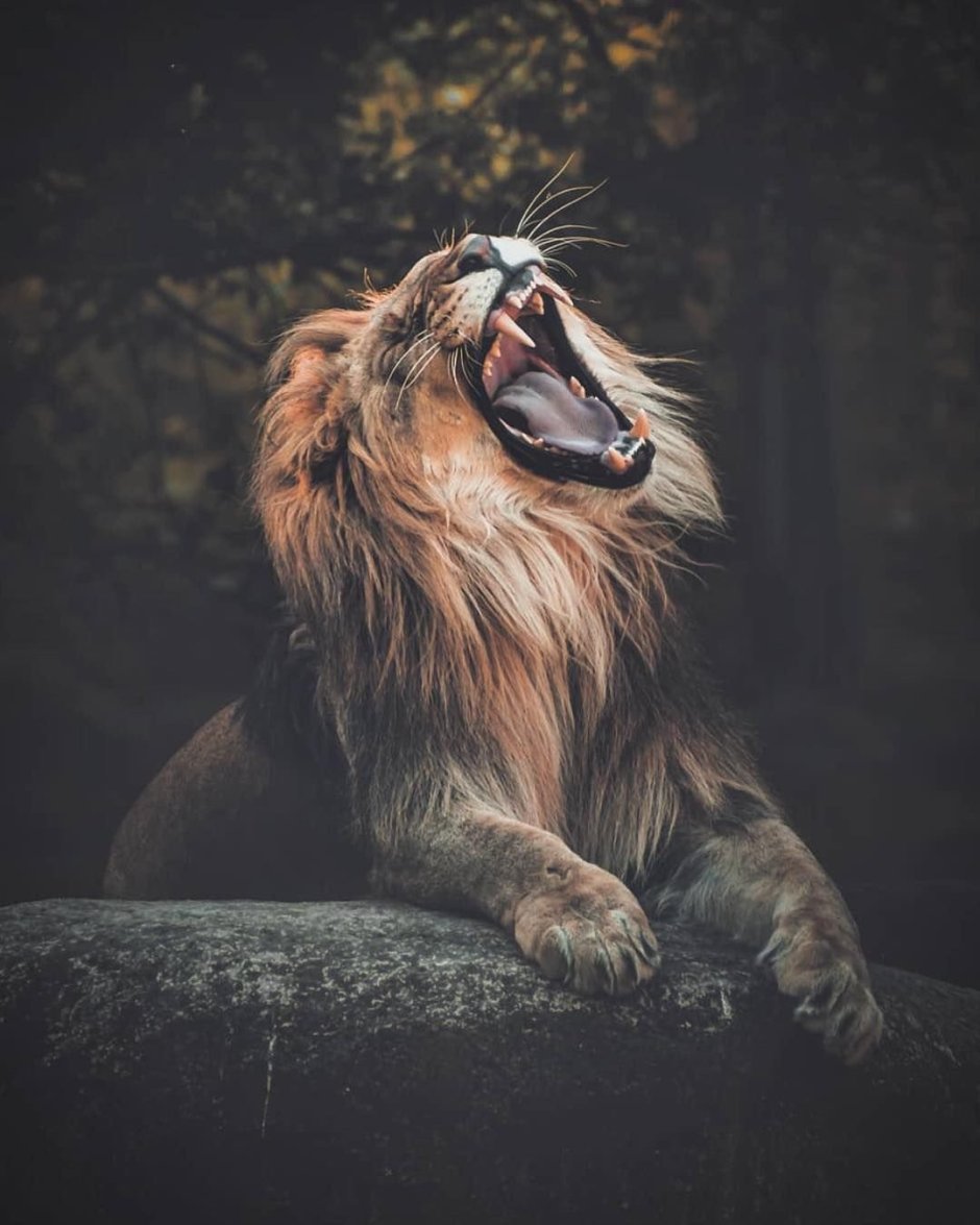 Кевин Ричардсон в костюме и Лев