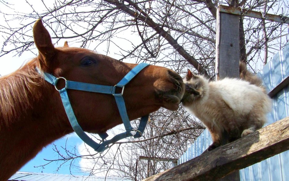 Лошадь в Сакуре