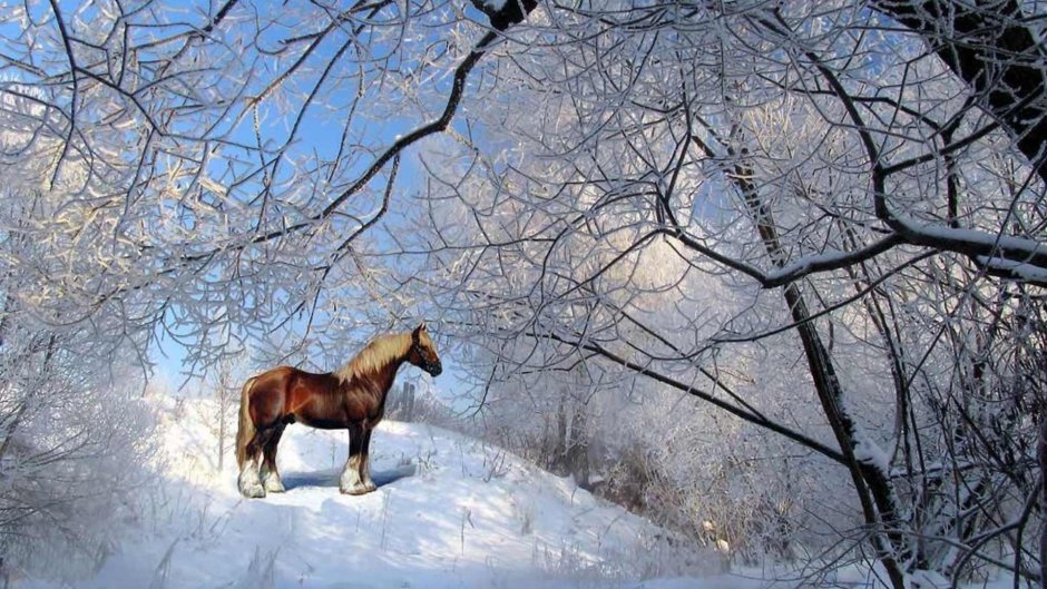 Жеребенок в цветах