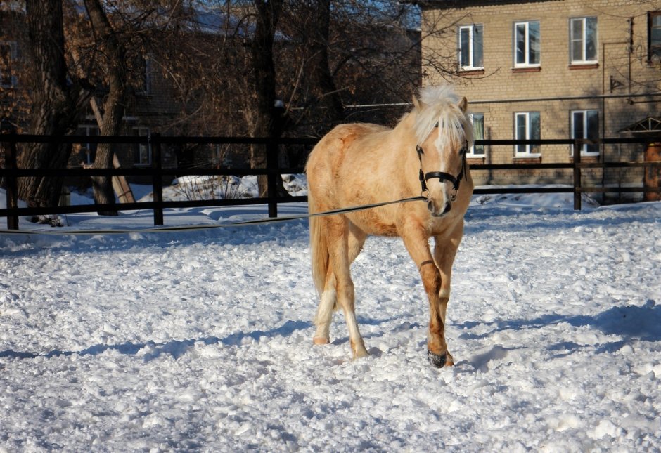 Лошадка в венке