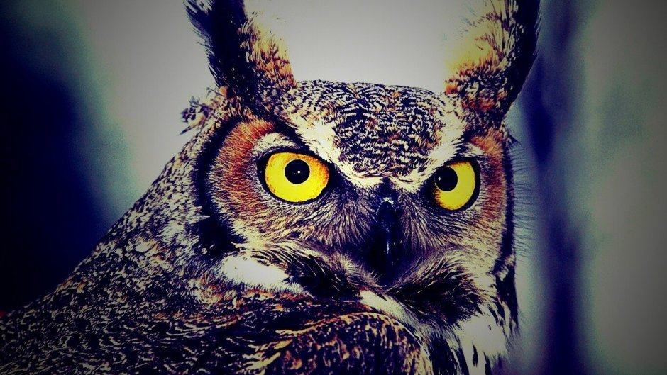 Крис Уэдж Скрат