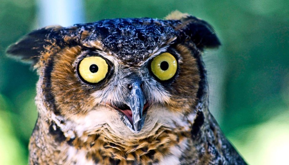 Взгляд Совы