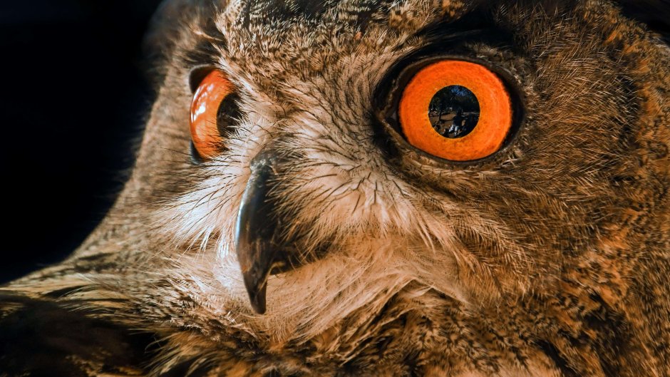 Сова с дергающимся глазом