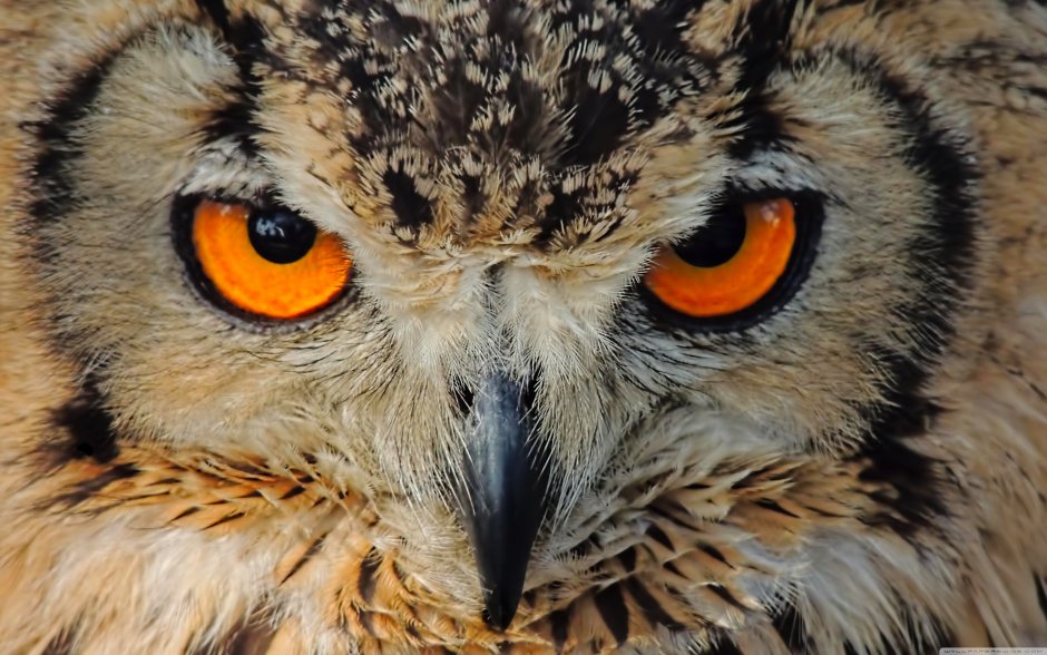 Африканский Филин