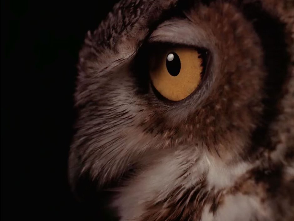 Сова с дергающимся глазом