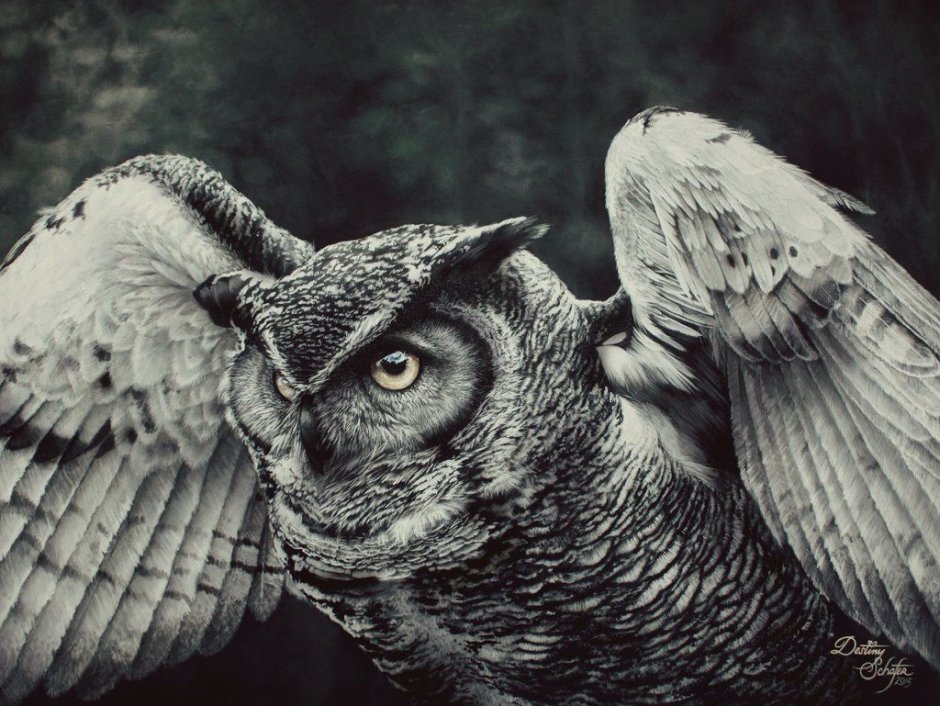 Совы мультяшные