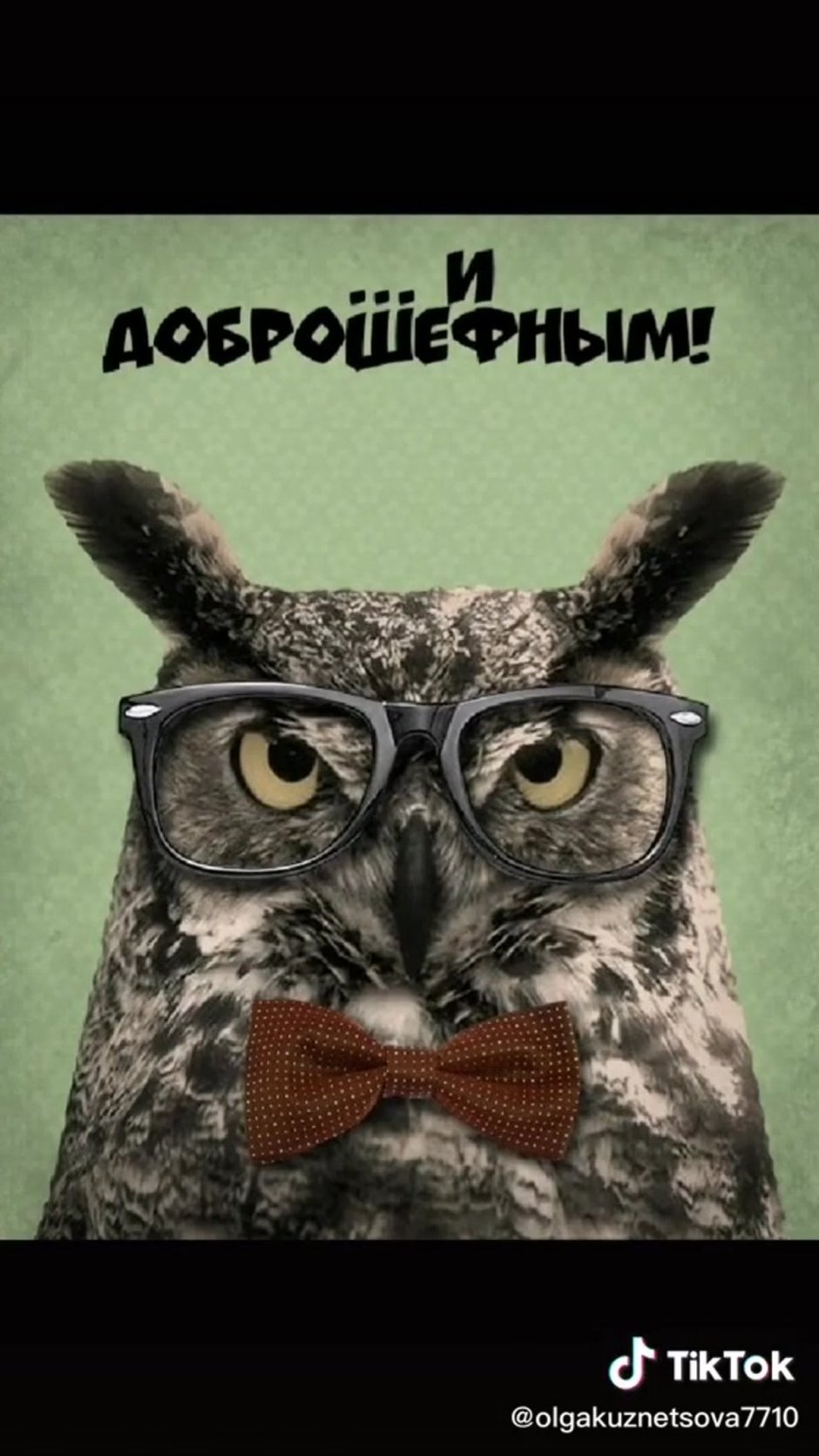 Сова в очках