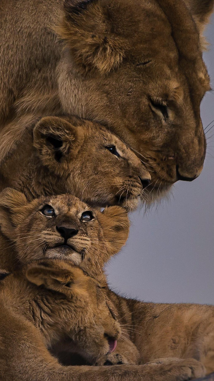 Прайд Львов рисунок