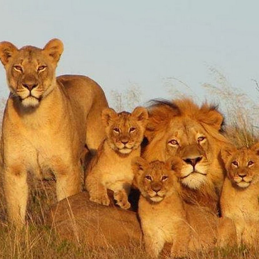 Семья Львов любовь