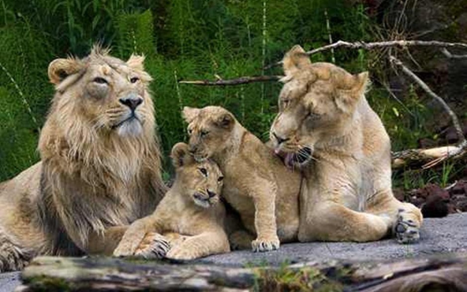 Прайд это львиная семья