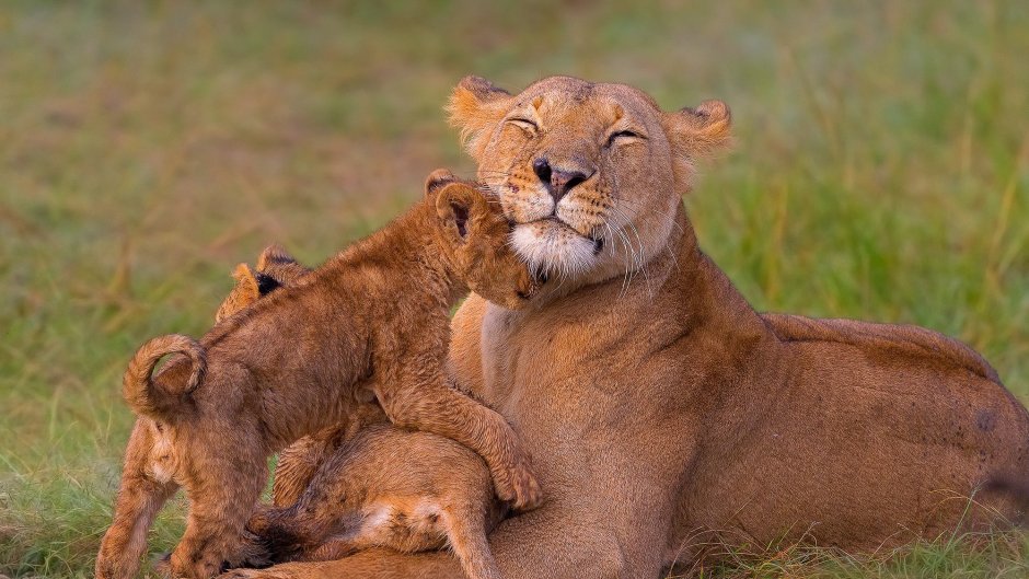 Лев львица и Львенок