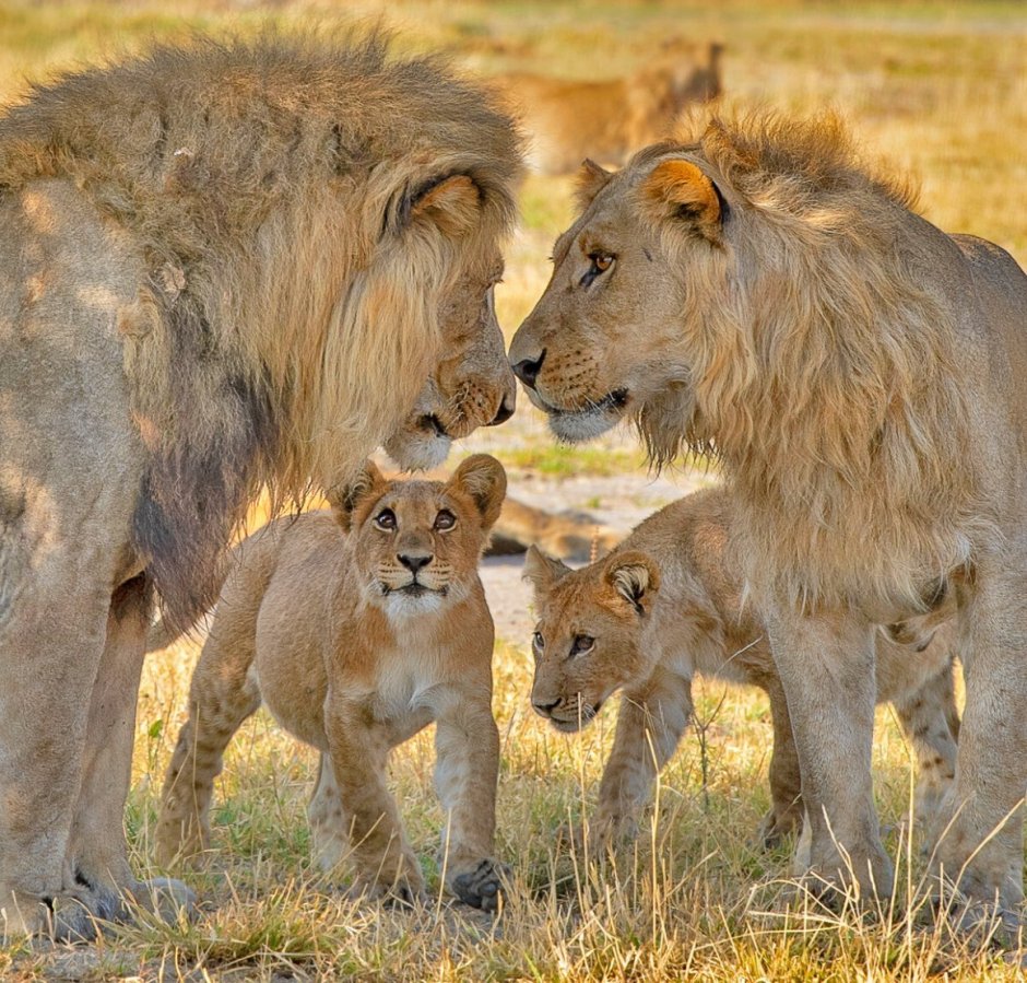Львиный Прайд