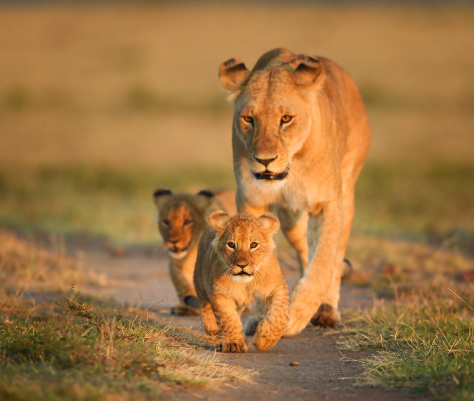 Лев львица и Львенок