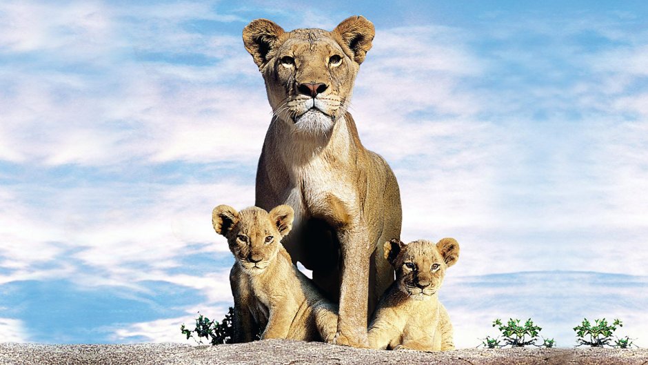 Pride 2004 львиная семейка