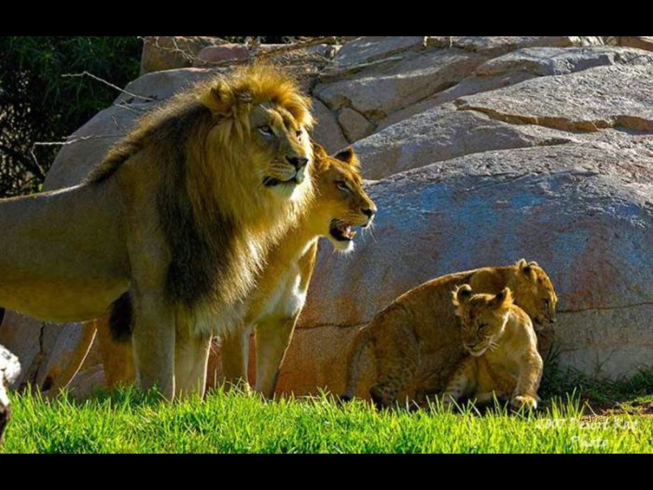 Львица и Львенок