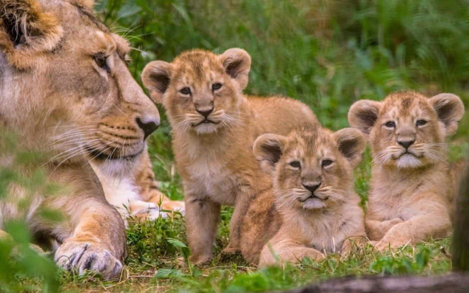 Лев львица и Львенок