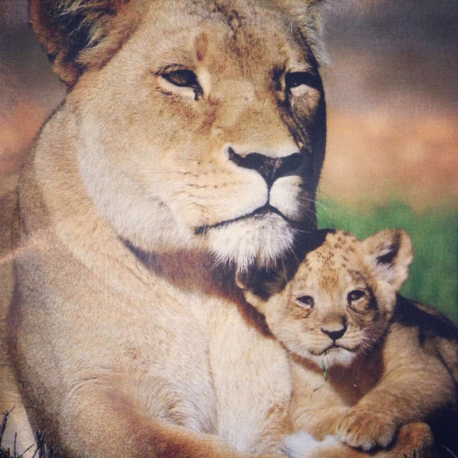 Львица и Львенок