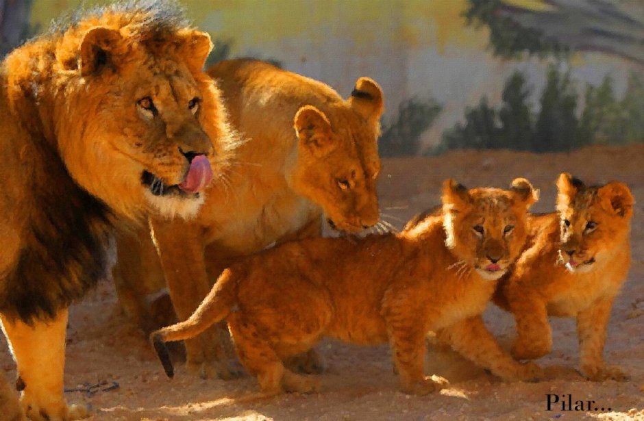 Львиная семья с 2 львятами