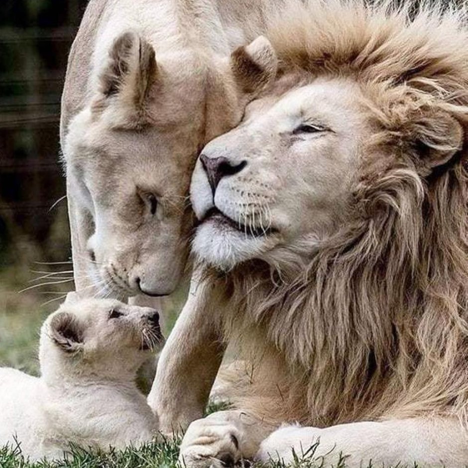 Львица и Львенок