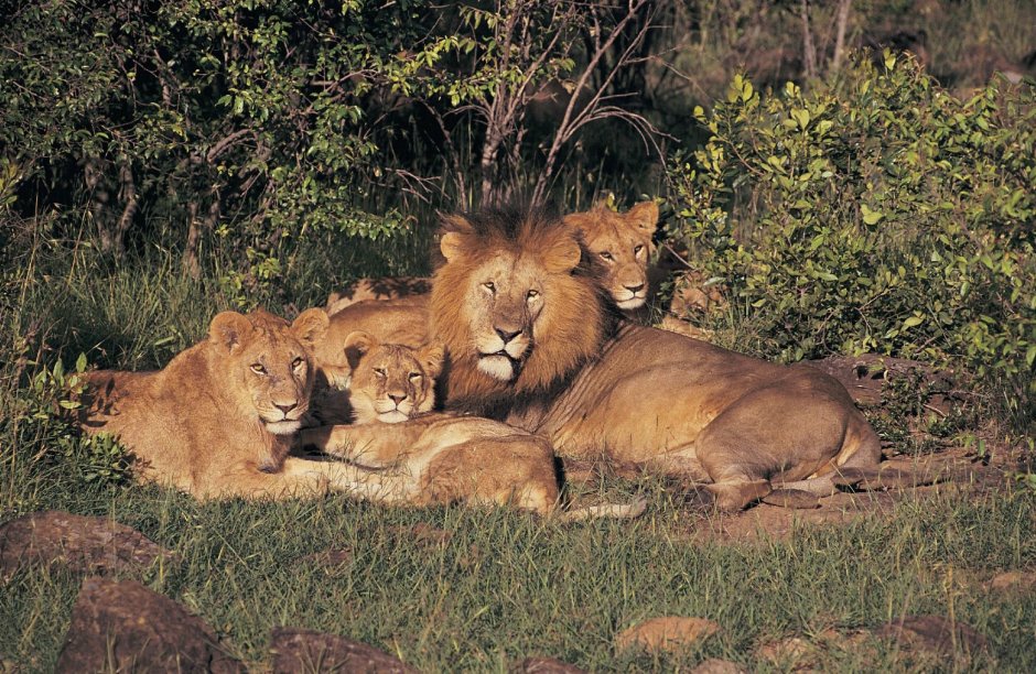 Лев с львицей львом и львенком